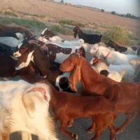 بزو|حیوانات مزرعه|اندیمشک, |دیوار