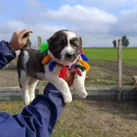 توله آلابای ماده