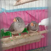 پرنده‌ فنج