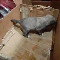 توله سگ سرابی اصیل|سگ|مشهد, کوی سیدی|دیوار