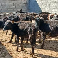 ۱۸ عدد گوساله ماده