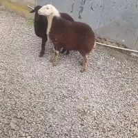 یک جفت بره ماده جنس افشاری عروسک