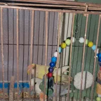 جفت طوطی  کوتوله دو جفت فنج