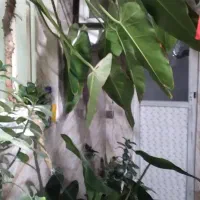 گل فیلیدندرون