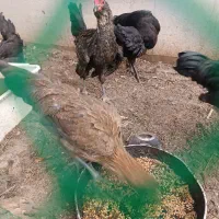 سه عدد نیمچه مرغ و خروس