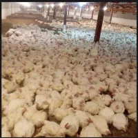 کارگربارگیر مرغ