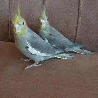 جوجه سرلاکی عروس هلندی