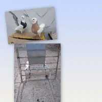 معاوضه با کبوتر