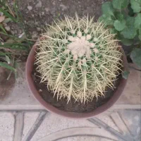افوربیا ودوکاکتوس سرحال و ریشه دار|گل و گیاه طبیعی|تهران, امام حسین|دیوار