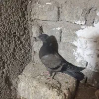 کفتر سبز دو خط و کله برنجی