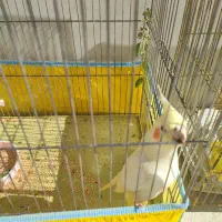 عروس هلندی|پرنده|ابرکوه, |دیوار