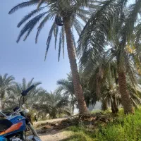 درخت گراز.چاه کن هستم قیمت مناسب