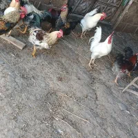 خروس محلی|حیوانات مزرعه|خسروشاه, |دیوار