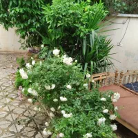 منزل مستقل حیاط دار 115 متر ۲ خواب/ خیابان حسینی
