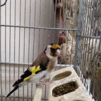 سهره|پرنده|ملارد, |دیوار