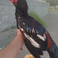 جوجه خروس لاری ومرغ لاری با جوجه