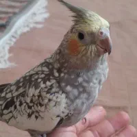 عروس هلندی کاملا دستی نر نه ماهه اواز خوان