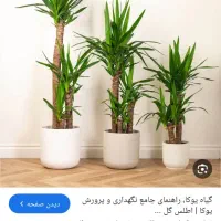 نیازمند گارسون خانوم با سابقه