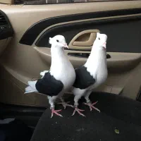 کبوتر پشت دار|پرنده|تاکستان, |دیوار