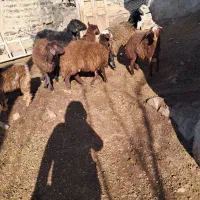 بره شیر مست