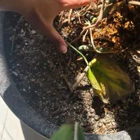 گلدان سفالی|گل و گیاه طبیعی|مشهد, کوشش|دیوار