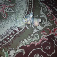3تاجوجه عروس سرلاکی ویه ماده توسی یک ساله