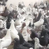کبوتر تهرانی وغیره