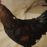 ۱۰ عدد خروس ۲.۵ کیلویی