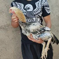 خروس لاری اصیل|حیوانات مزرعه|کبودرآهنگ, |دیوار