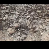 فروش کود مرغ خشک از سر سالن