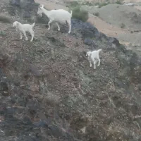 بز سانن اصلی شیرا