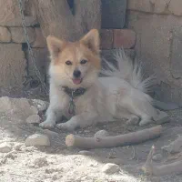 پامر روباهی