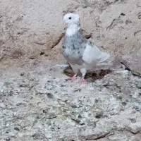 پرنده|پرنده|گتوند, |دیوار