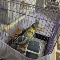 عروس هلندی نر ماده جفت|پرنده|پاکدشت, پاکدشت (مامازند)|دیوار