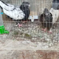 جوجه سینی ماده