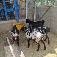 گوسغند