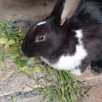 خرگوش نر وماده