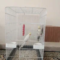 یک جفت عروس هلندی یک سر لوتینو مولد سخنگو کلکسیونی