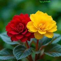 رایتل دائمی خط روند۰۹۲۰۳۴۱۲۵۷۷