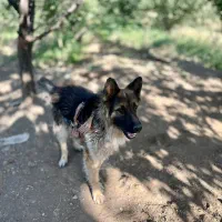 سگ ژرمن|سگ|تبریز, |دیوار