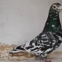 سرور سیاه درجه یک