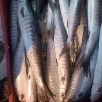 ماهی فروشی جنوب|خوردنی و آشامیدنی|امیدیه, |دیوار