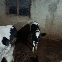 گوساله هلشتاین|حیوانات مزرعه|مرزیکلا, |دیوار