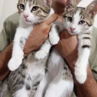 واگذاری گربه شیطون 2 ماهه