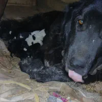 توله قدرجونی  خالص