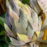 گل های فوم لوتوس ومنگولیا،خارجی