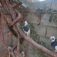 کبوتر طوقی|پرنده|مرودشت, رامجرد یک|دیوار