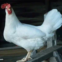 مرغ ماشینی سفید