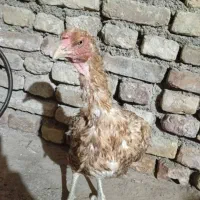 خروس لاری ومرغ لاری