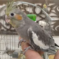 جوجه عروس هلندی مناسب برای اهلی کردن|پرنده|بناب, |دیوار